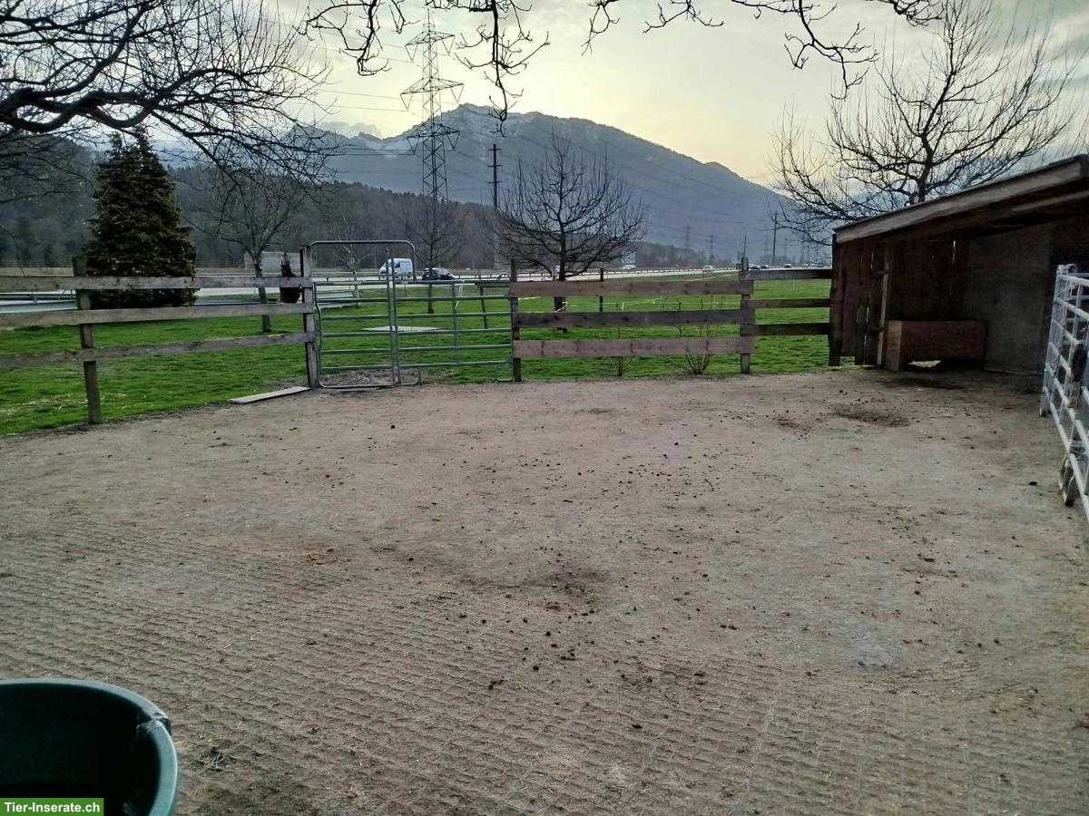 Bild 4: Offenstall für 4 Pferde in 8717 Benken SG zu vermieten