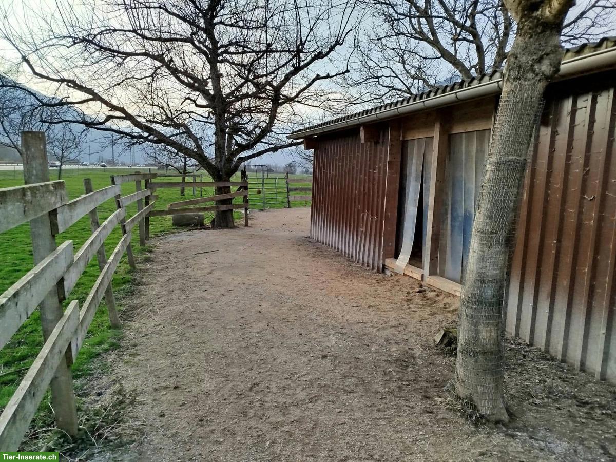 Bild 5: Offenstall für 4 Pferde in 8717 Benken SG zu vermieten