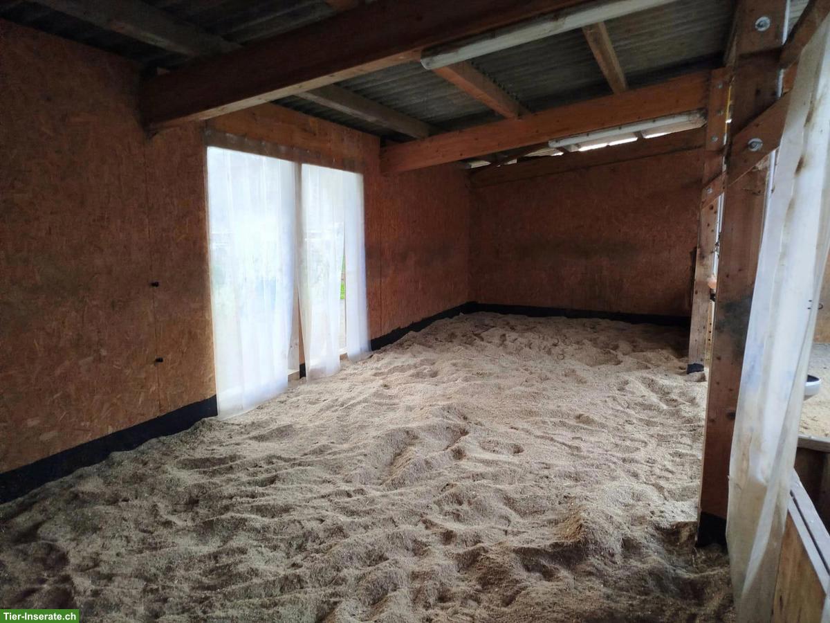 Bild 6: Offenstall für 4 Pferde in 8717 Benken SG zu vermieten