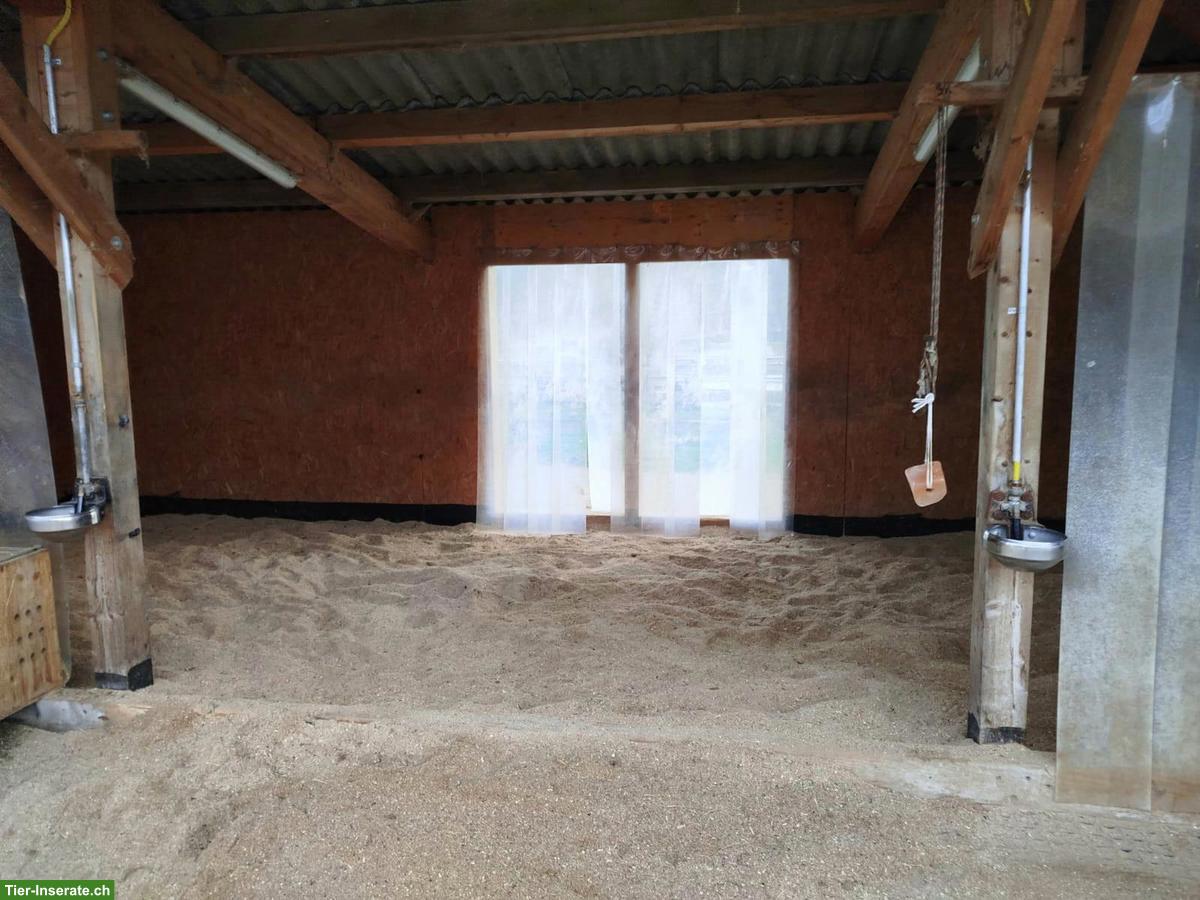 Bild 7: Offenstall für 4 Pferde in 8717 Benken SG zu vermieten
