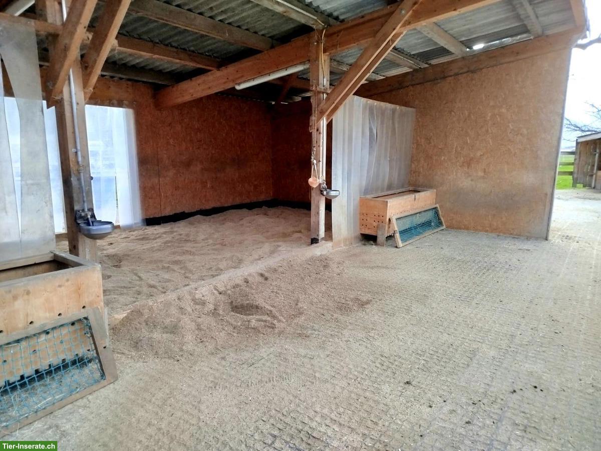 Bild 8: Offenstall für 4 Pferde in 8717 Benken SG zu vermieten
