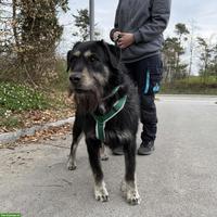 Sanfter Mischlingsrüde Jambo sucht hundeerfahrenes Zuhause