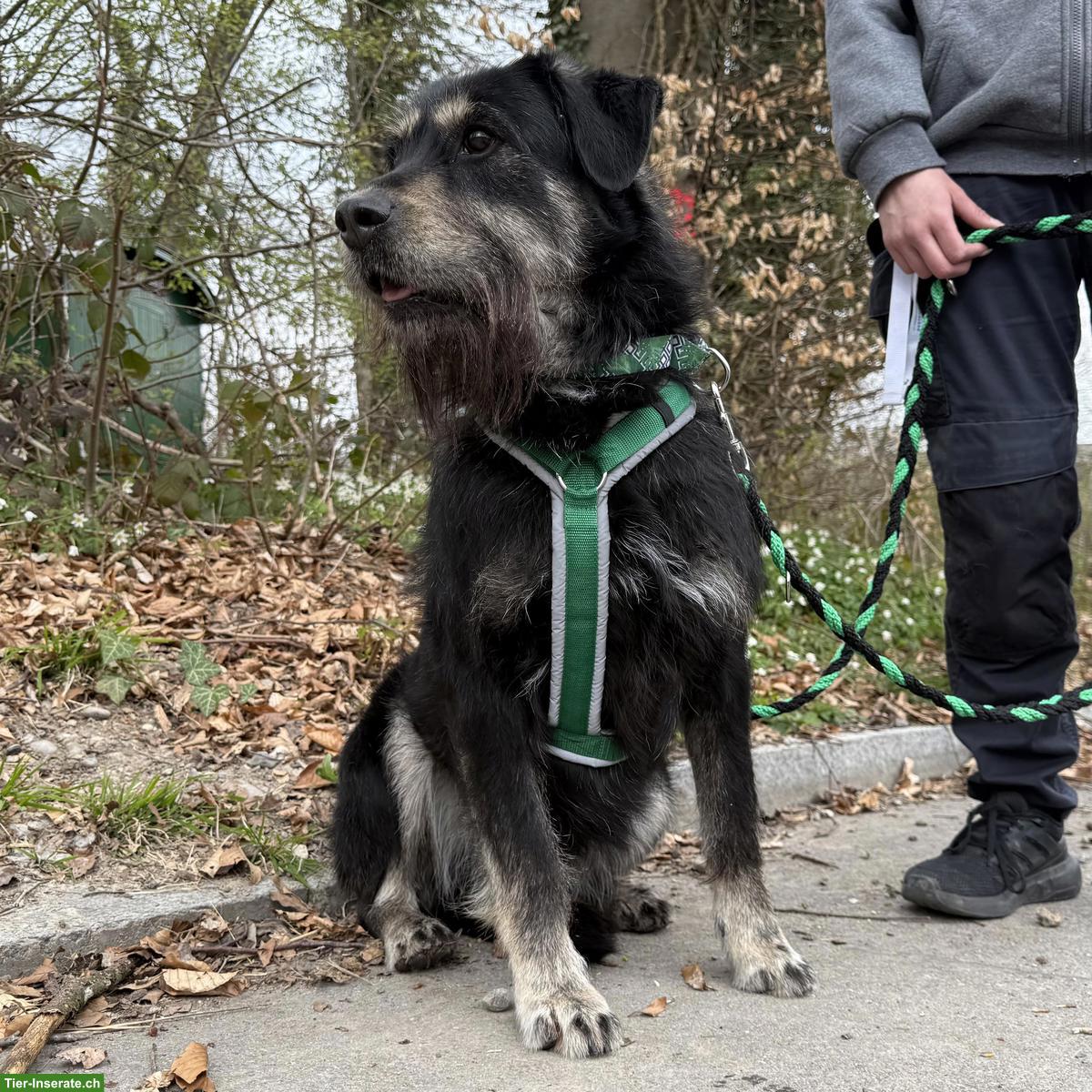 Bild 2: Sanfter Mischlingsrüde Jambo sucht hundeerfahrenes Zuhause