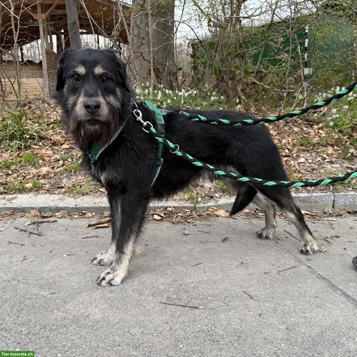 Bild 3: Sanfter Mischlingsrüde Jambo sucht hundeerfahrenes Zuhause