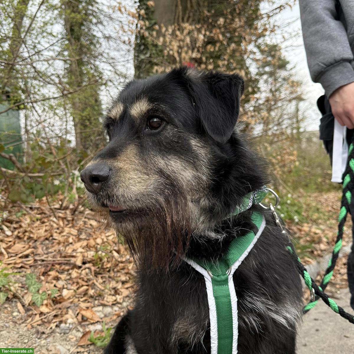 Bild 4: Sanfter Mischlingsrüde Jambo sucht hundeerfahrenes Zuhause