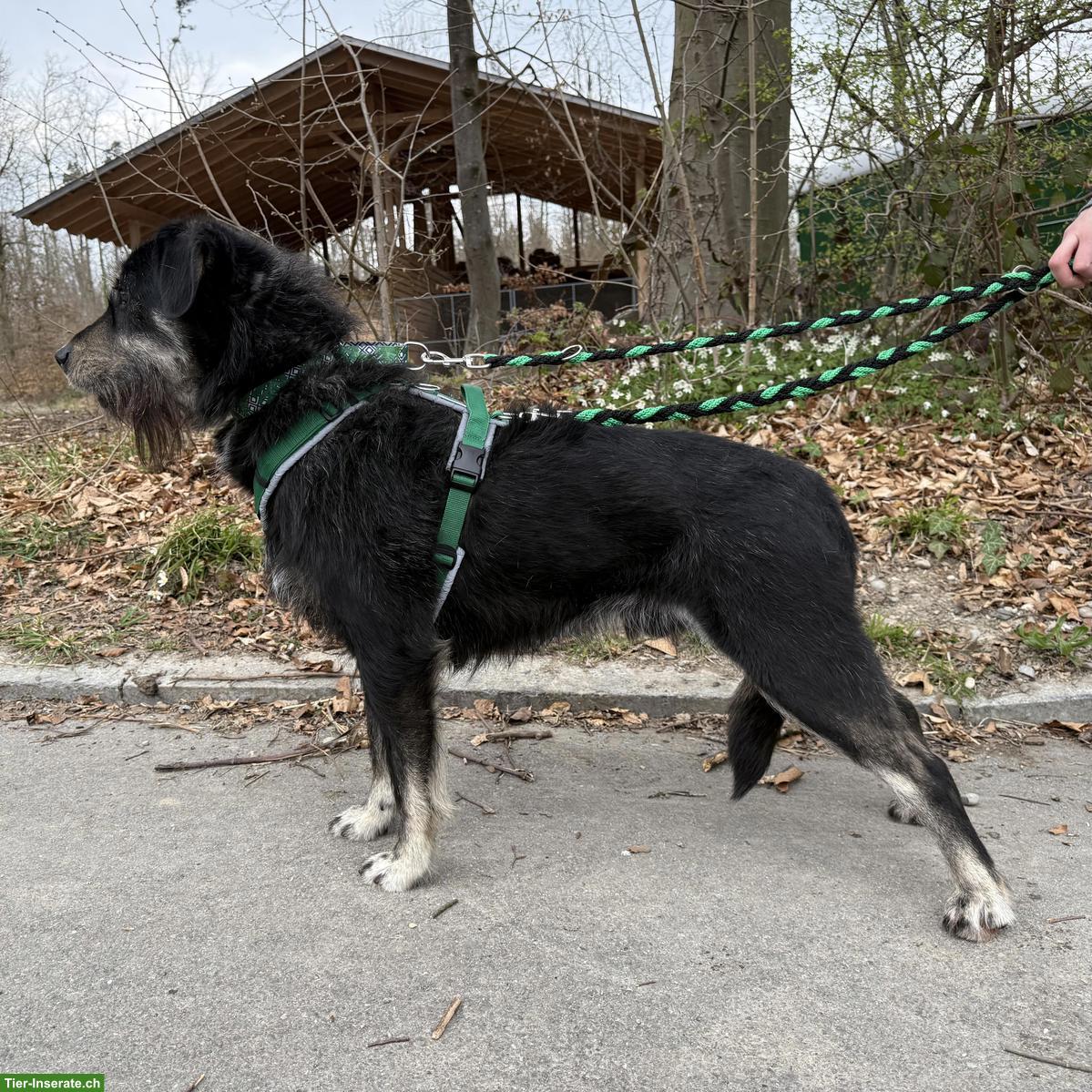 Bild 5: Sanfter Mischlingsrüde Jambo sucht hundeerfahrenes Zuhause