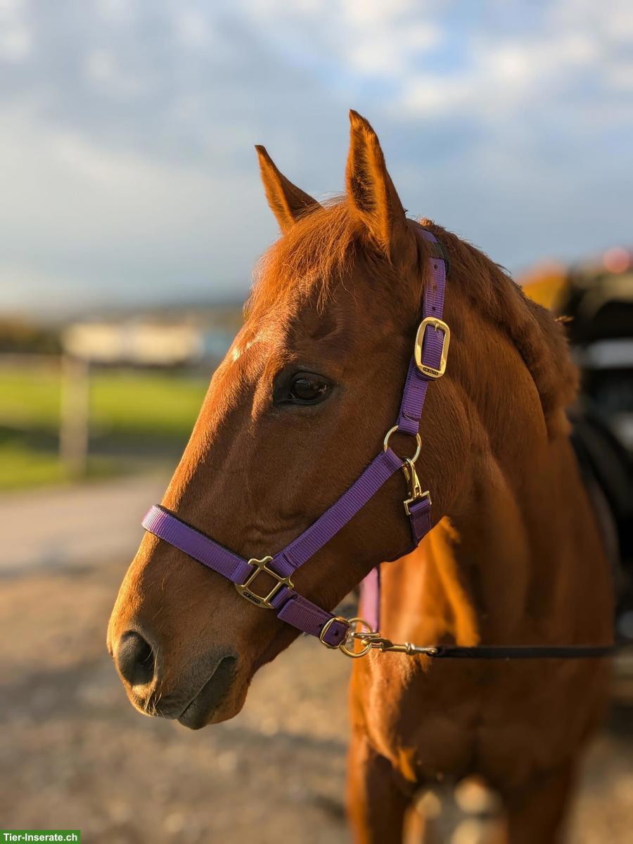Reitbeteiligung in Weiningen ZH für temperamentvolles Füchsli