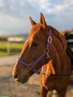 Reitbeteiligung in Weiningen ZH für temperamentvolles Füchsli