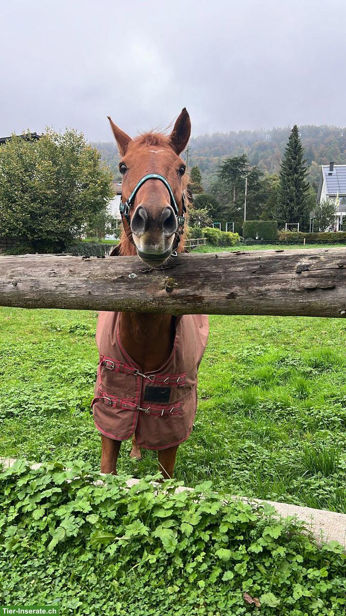 Bild 2: Reitbeteiligung in Weiningen ZH für temperamentvolles Füchsli