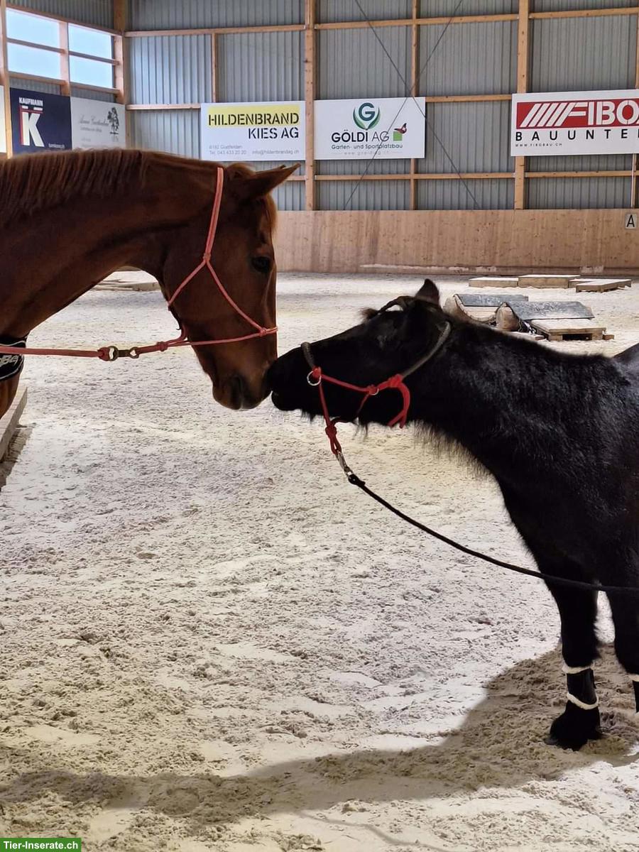 Bild 3: Reitbeteiligung in Weiningen ZH für temperamentvolles Füchsli
