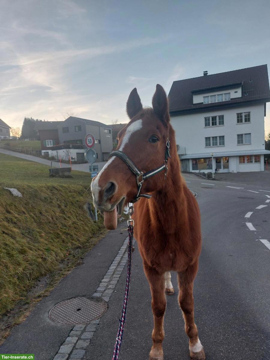 🐴 Pflegebeteiligung für Verlasspferd in Speicher AR