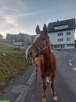 🐴 Pflegebeteiligung für Verlasspferd in Speicher AR