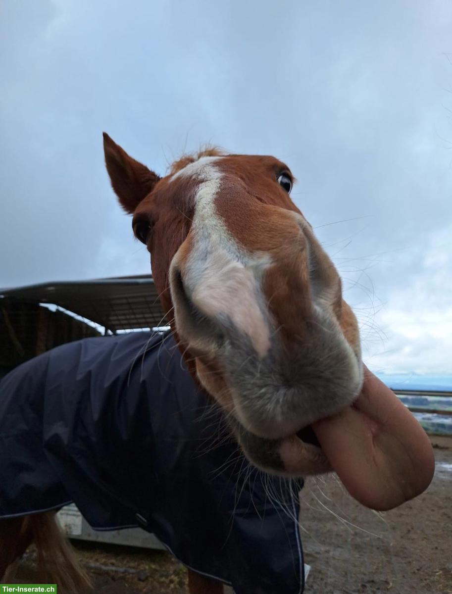 Bild 2: 🐴 Pflegebeteiligung für Verlasspferd in Speicher AR