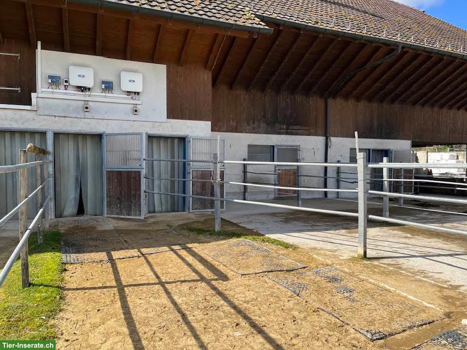 Grosse Auslaufboxen mit angrenzender Weide in Laufen BL