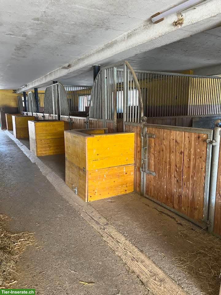 Bild 3: Grosse Auslaufboxen mit angrenzender Weide in Laufen BL