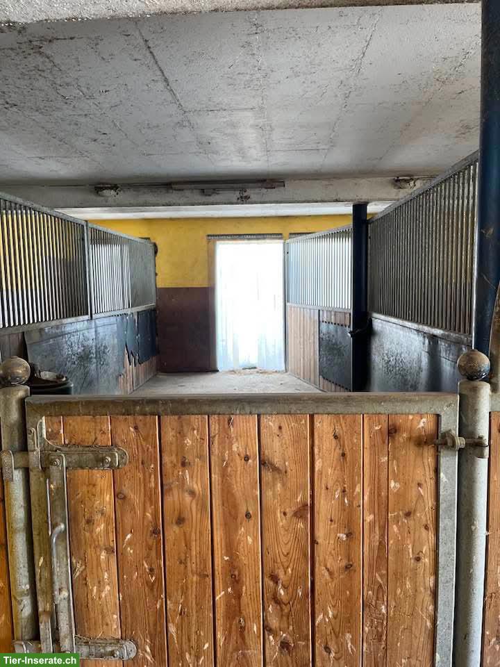 Bild 5: Grosse Auslaufboxen mit angrenzender Weide in Laufen BL