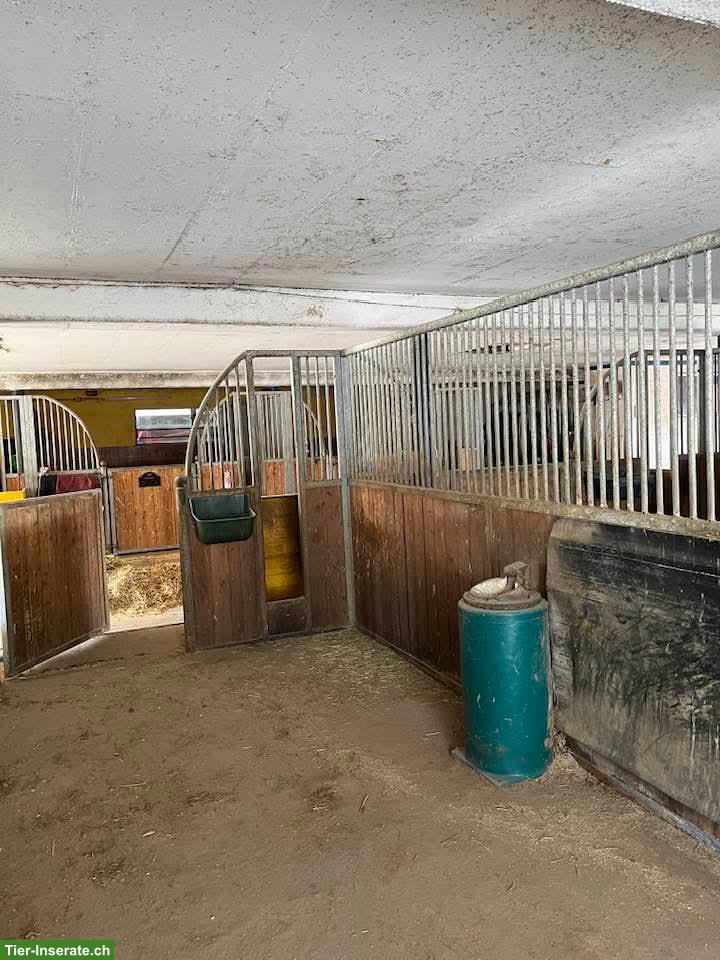 Bild 7: Grosse Auslaufboxen mit angrenzender Weide in Laufen BL