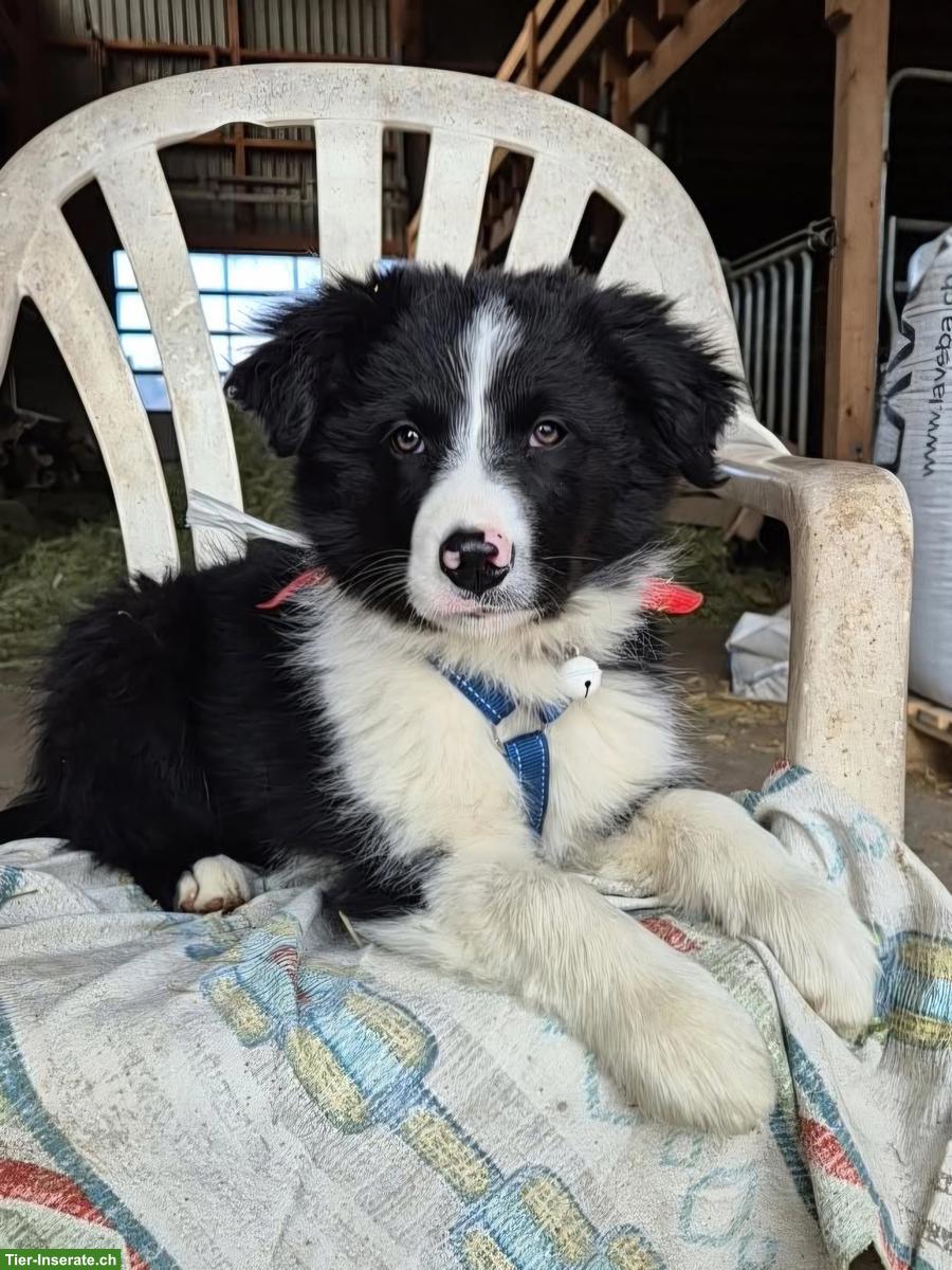 Border Collie x Australian Shepherd Welpe