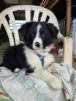 Border Collie x Australian Shepherd Welpe