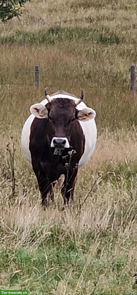 OB/BS Gurt 1. Melk Kuh mit Horn