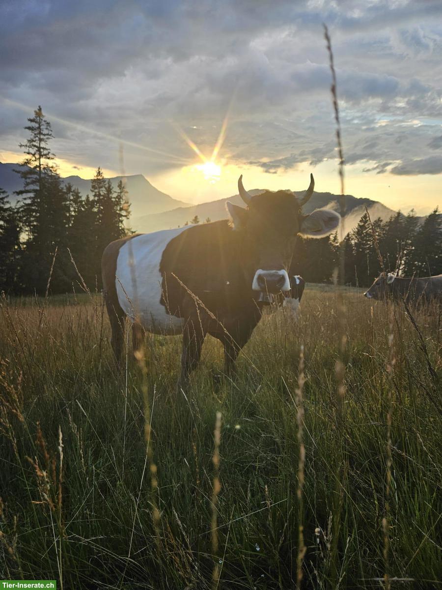 Bild 2: OB/BS Gurt 1. Melk Kuh mit Horn