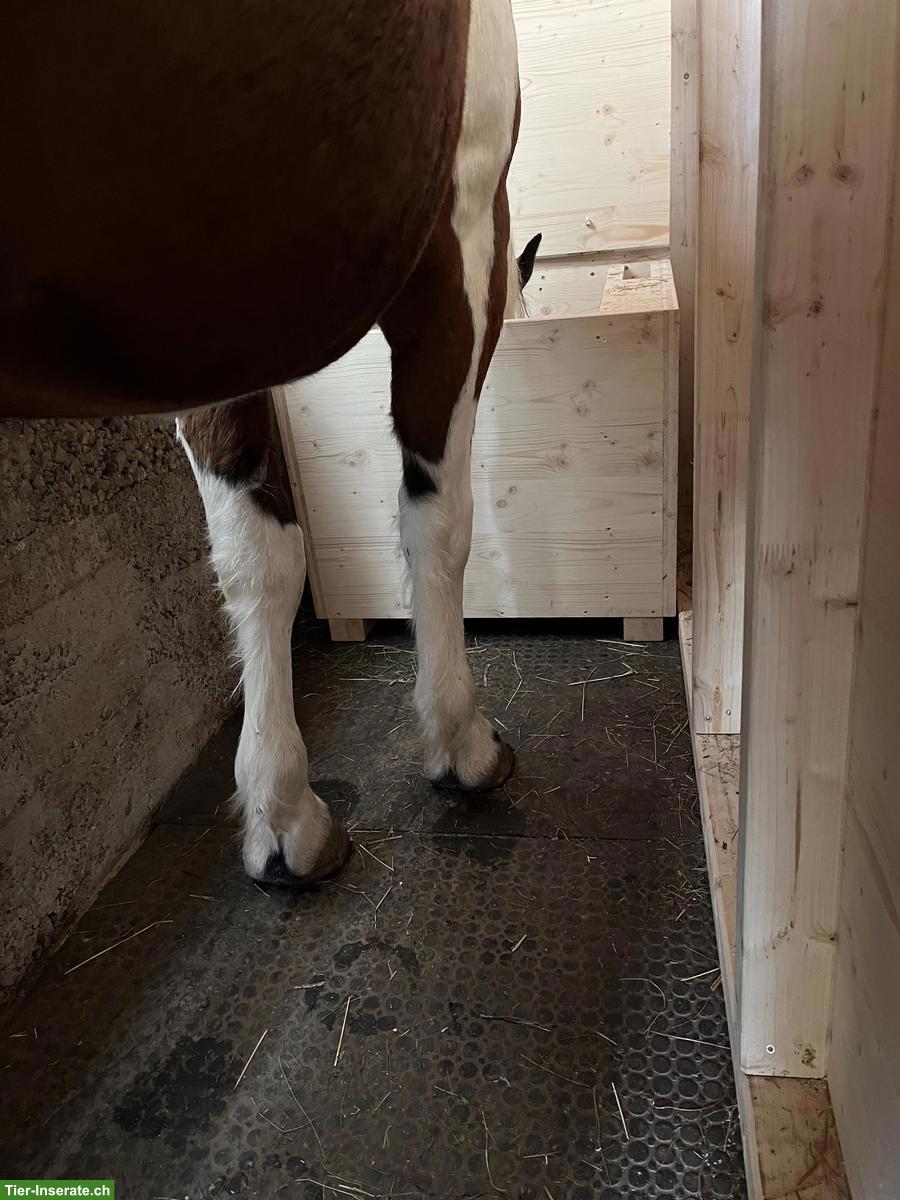 Bild 3: Zeitgesteuerte Heukiste zu verkaufen