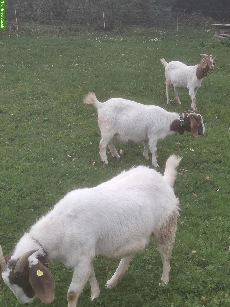 3 Burenziegen zu verkaufen