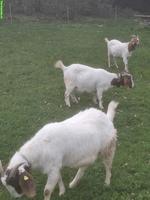 3 Burenziegen zu verkaufen