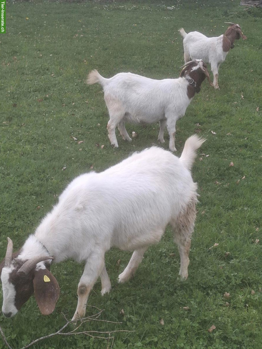 Bild 2: 3 Burenziegen zu verkaufen