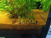 Panda Panzerwelse GESUCHT