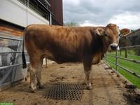 F1 Mutterkuhrind (BS x Limousin) zu verkaufen