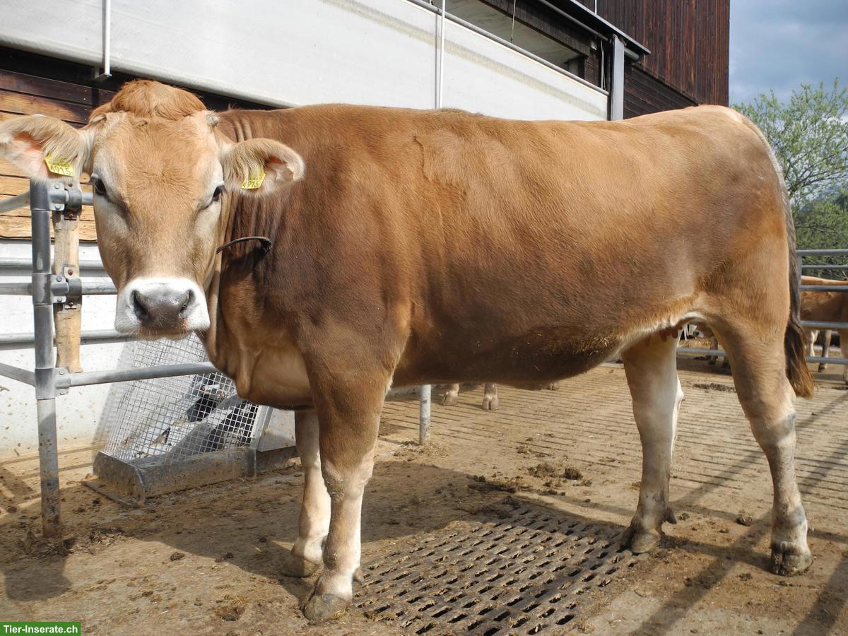 Bild 2: F1 Mutterkuhrind (BS x Limousin) zu verkaufen