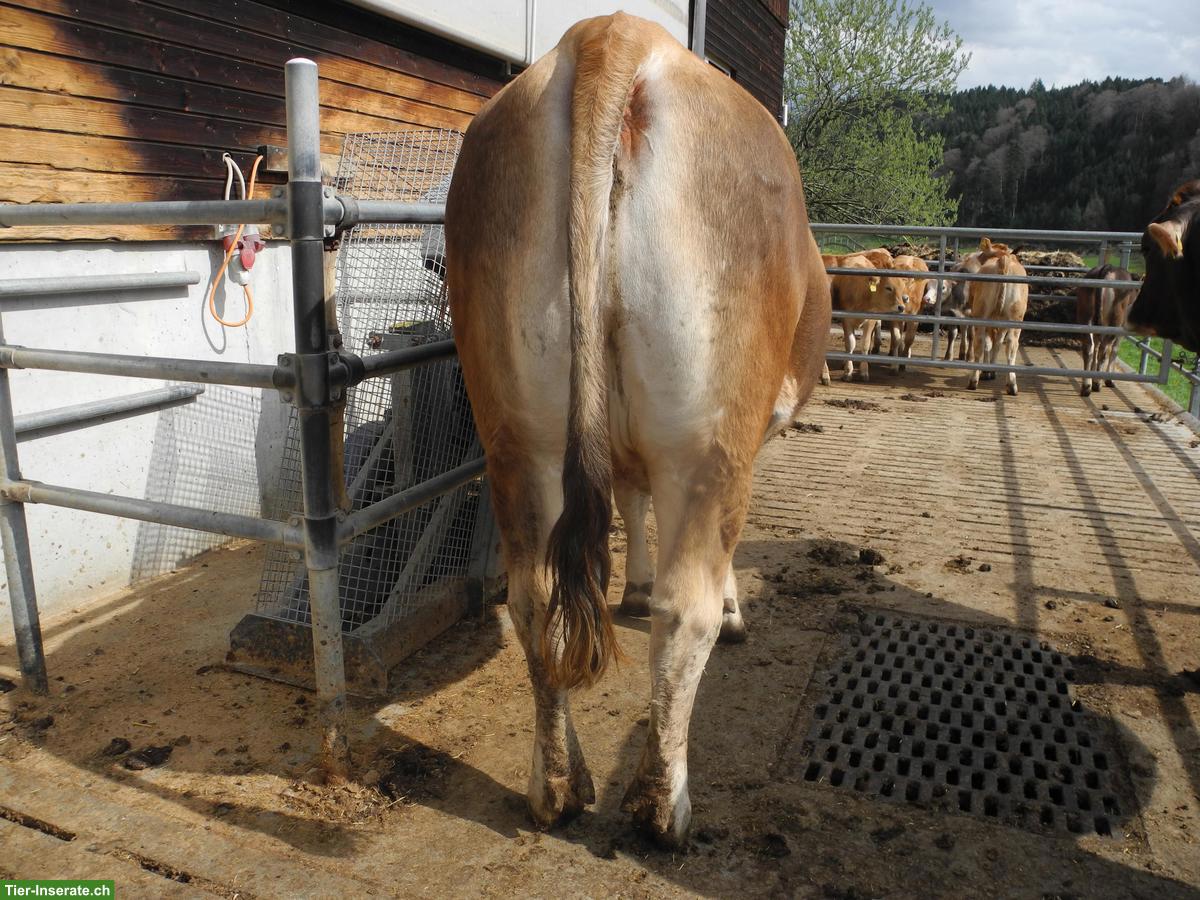 Bild 3: F1 Mutterkuhrind (BS x Limousin) zu verkaufen