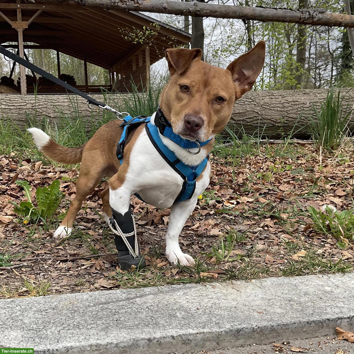 Jack Russell-Mix Lucas mit Handicap, braucht Hundeerfahrung