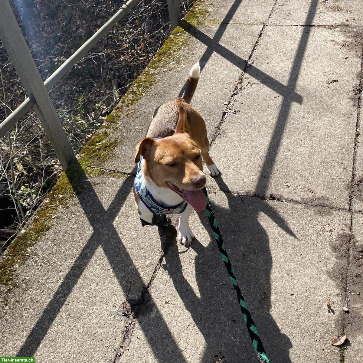 Bild 10: Jack Russell-Mix Lucas mit Handicap, braucht Hundeerfahrung