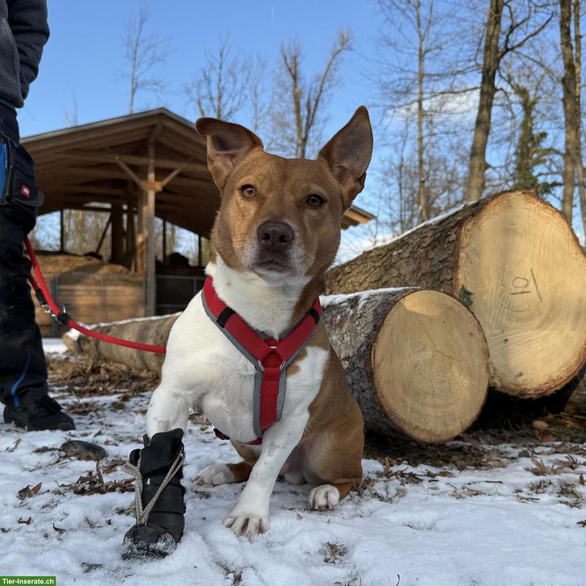 Bild 2: Jack Russell-Mix Lucas mit Handicap, braucht Hundeerfahrung