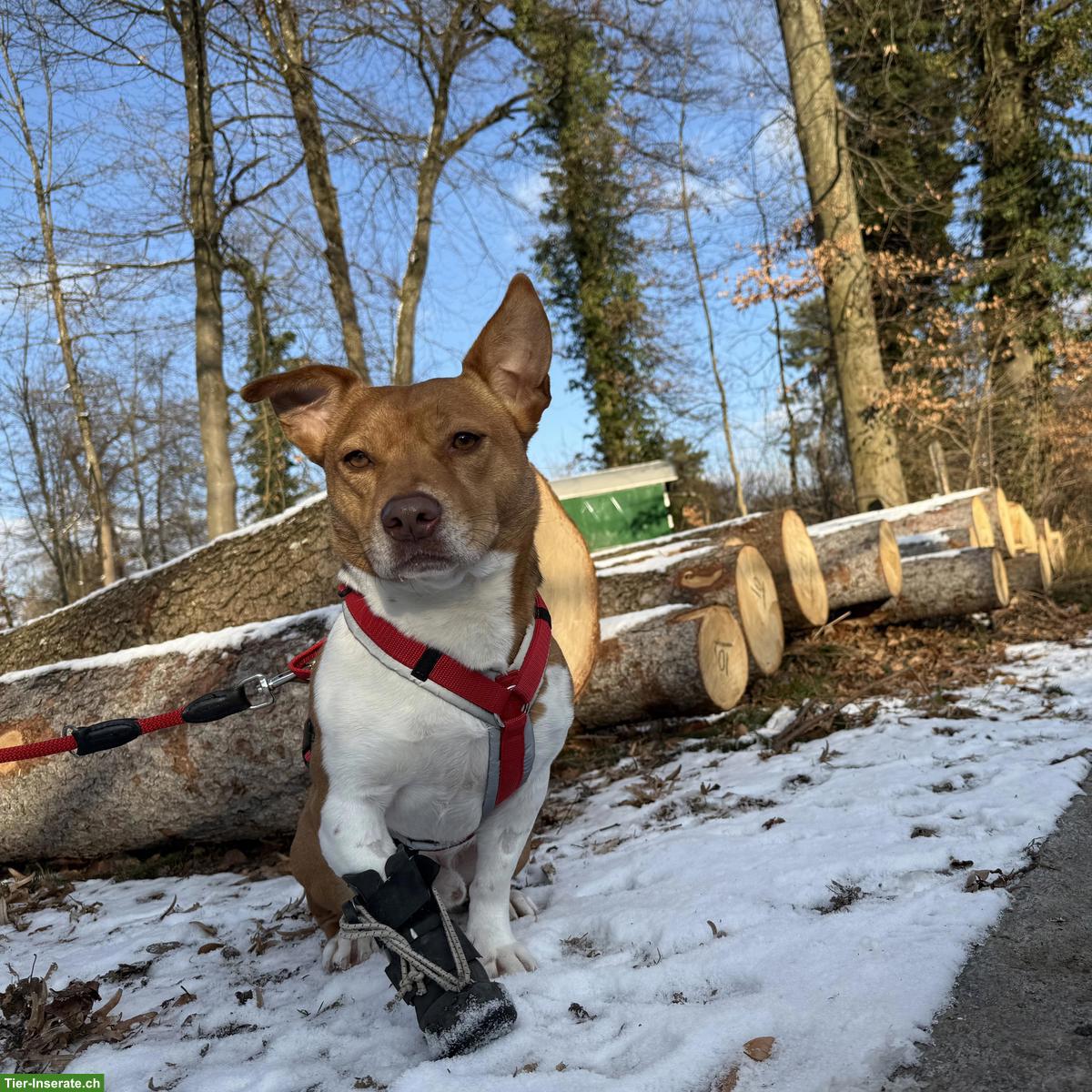 Bild 3: Jack Russell-Mix Lucas mit Handicap, braucht Hundeerfahrung