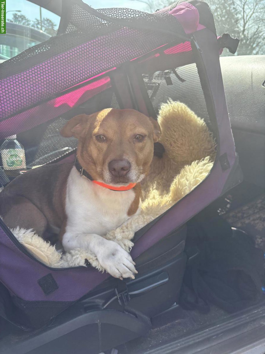 Bild 4: Jack Russell-Mix Lucas mit Handicap, braucht Hundeerfahrung