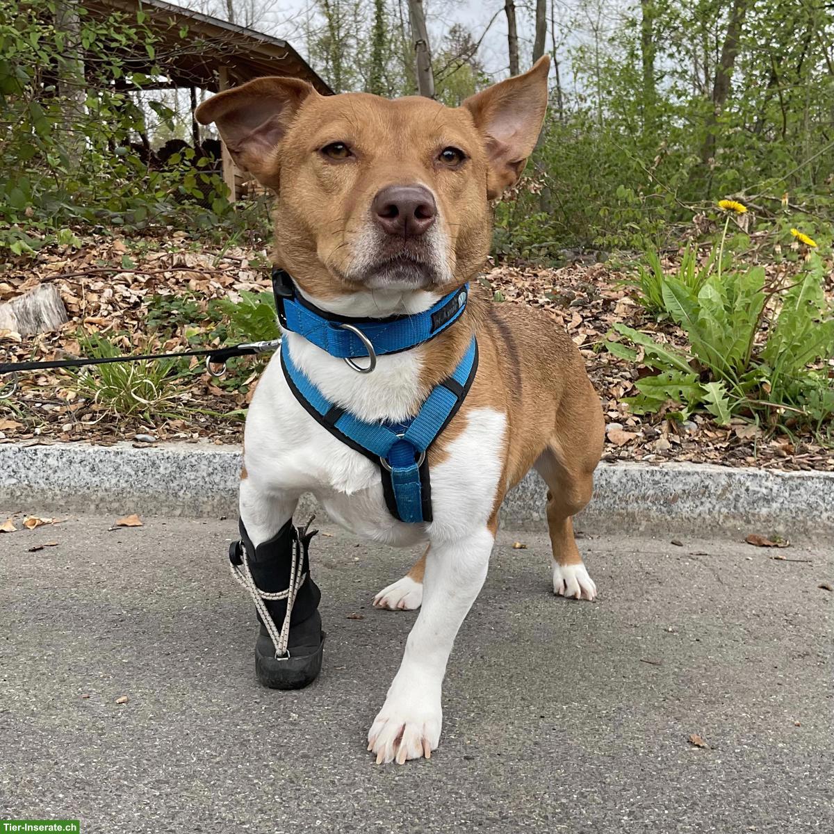 Bild 5: Jack Russell-Mix Lucas mit Handicap, braucht Hundeerfahrung