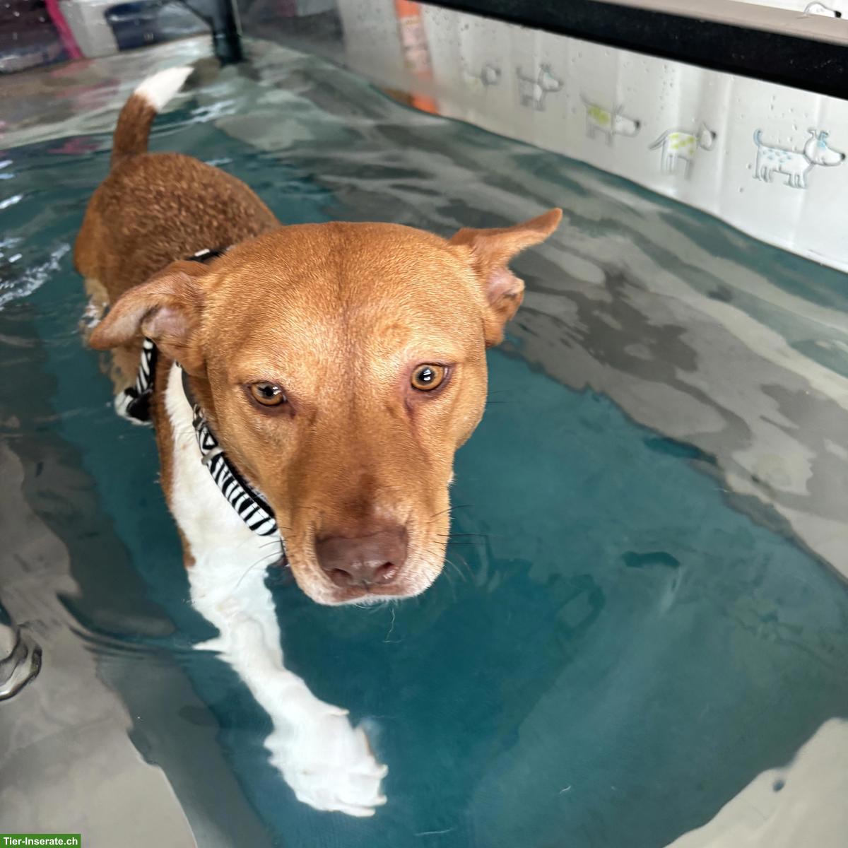 Bild 6: Jack Russell-Mix Lucas mit Handicap, braucht Hundeerfahrung