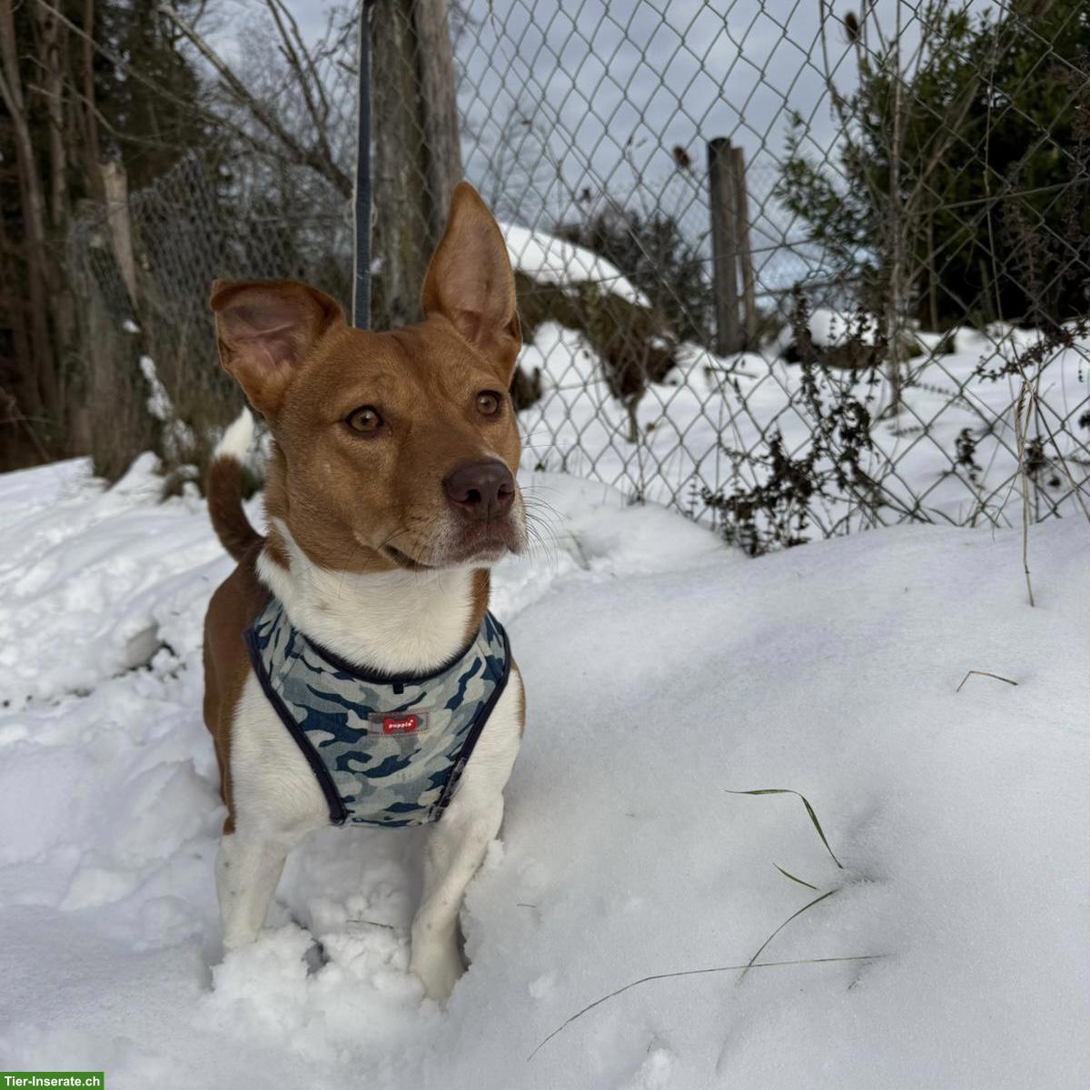 Bild 7: Jack Russell-Mix Lucas mit Handicap, braucht Hundeerfahrung