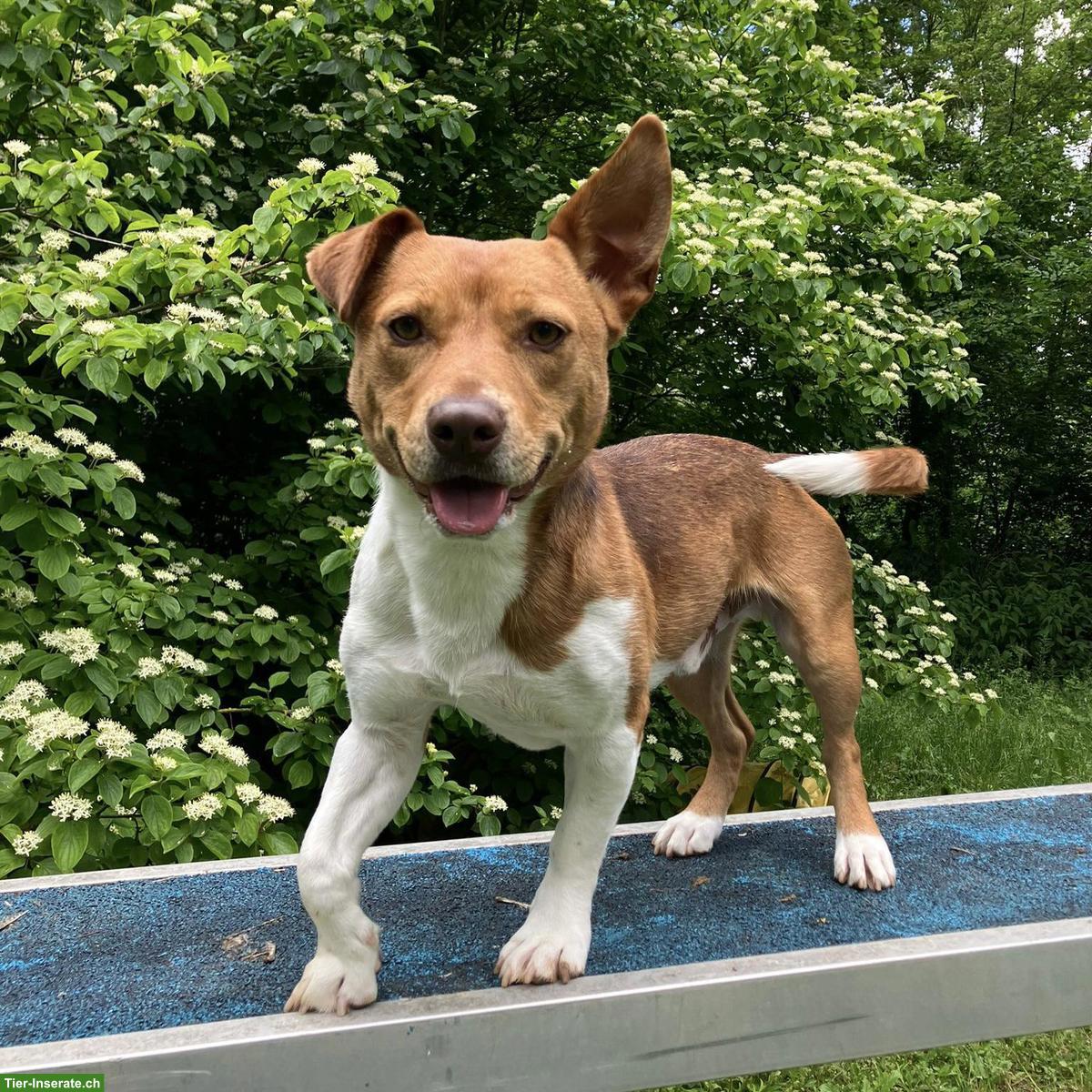 Bild 8: Jack Russell-Mix Lucas mit Handicap, braucht Hundeerfahrung