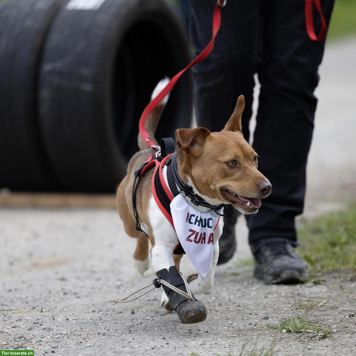 Bild 9: Jack Russell-Mix Lucas mit Handicap, braucht Hundeerfahrung