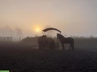 Charmanter Resthof mit 7.5ha arrondiertem Land in Schleswig-Holstein