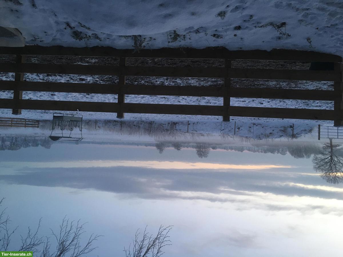 Bild 7: Charmanter Resthof mit 7.5ha arrondiertem Land in Schleswig-Holstein