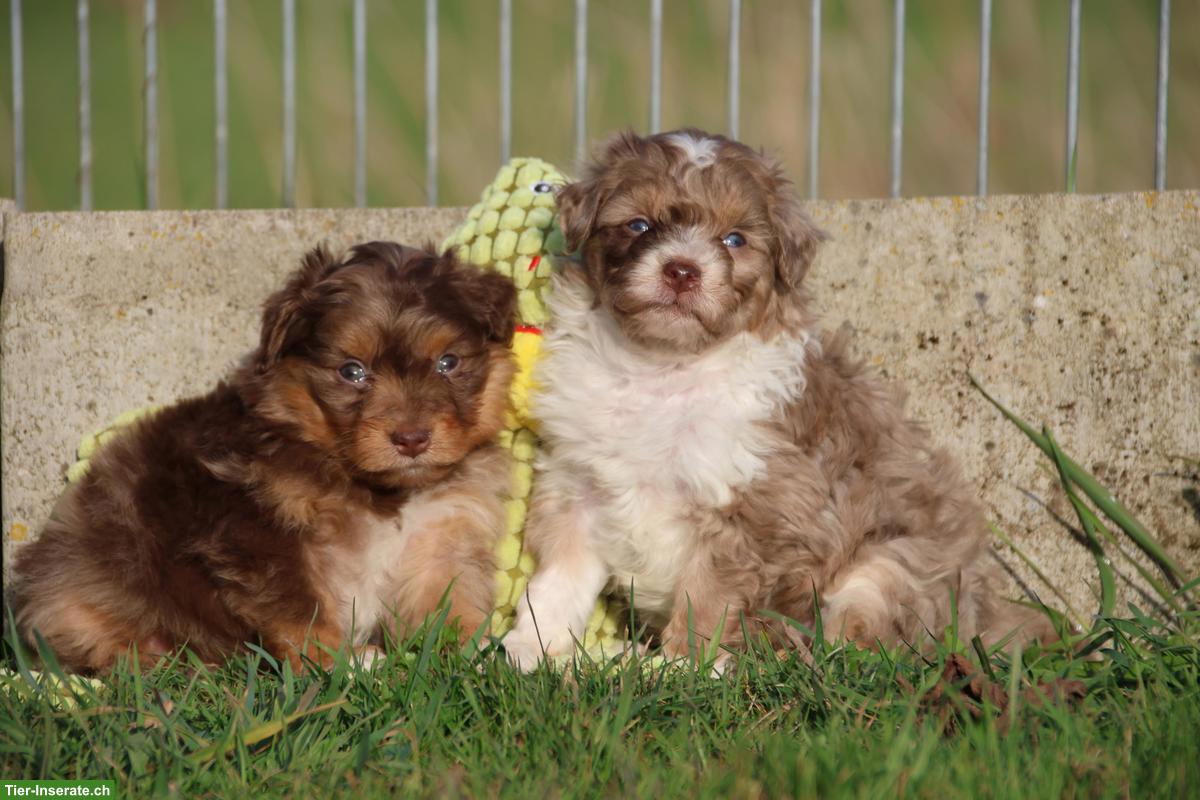Mini Aussiedoodle Mädchen suchen schönes Zuhause