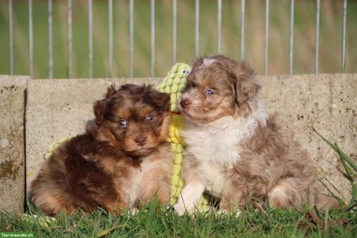 Bild 2: Mini Aussiedoodle Mädchen suchen schönes Zuhause