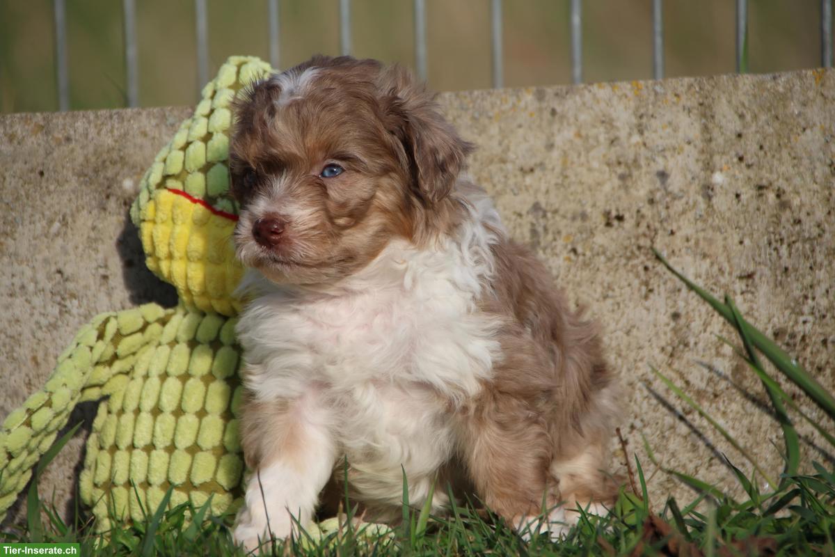 Bild 3: Mini Aussiedoodle Mädchen suchen schönes Zuhause