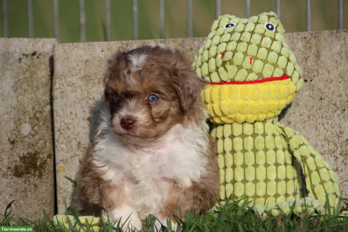Bild 4: Mini Aussiedoodle Mädchen suchen schönes Zuhause