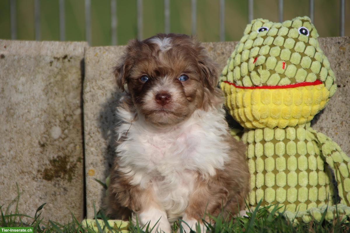 Bild 5: Mini Aussiedoodle Mädchen suchen schönes Zuhause